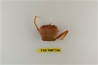 藏品(休氏聲蟹)的圖片